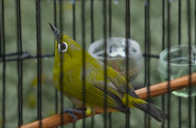 Kesalahan Perawatan Burung Pleci