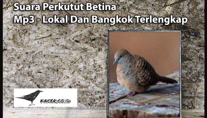 pancingan-suara-perkutut-lokal-mp3