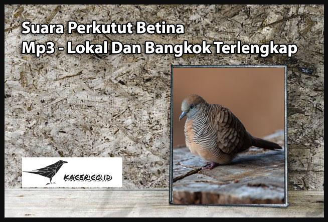 Pancingan Suara Perkutut Lokal Mp3