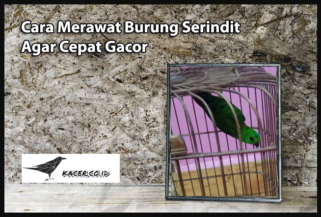 Cara Merawat Burung Serindit Agar Cepat Gacor