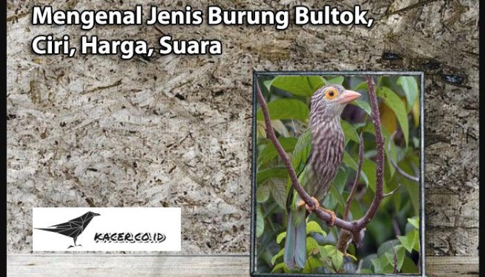 mengenal-jenis-burung-bultok,-ciri,-harga,-suara