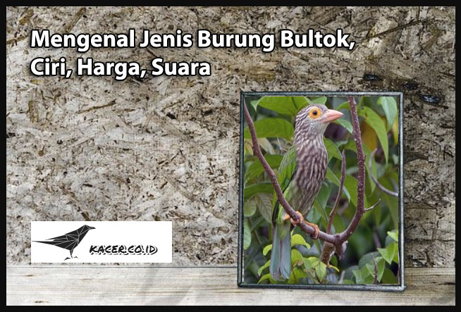 Mengenal Jenis Burung Bultok, Ciri, Harga, Suara