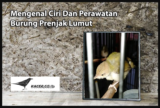 Mengenal Ciri Dan Perawatan Burung Prenjak Lumut