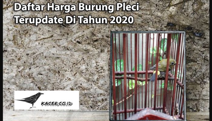 daftar-harga-burung-pleci