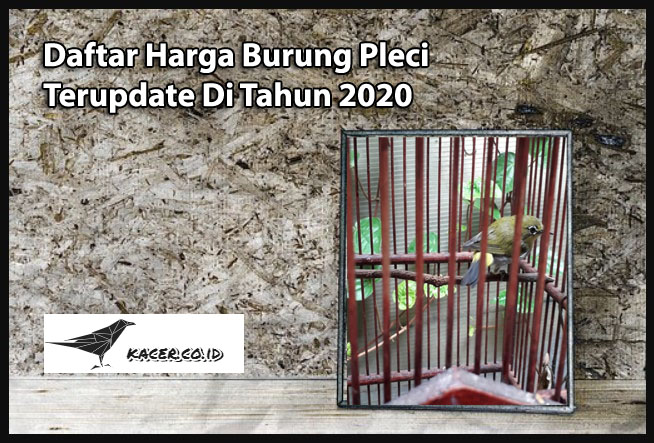 Daftar Harga Burung Pleci
