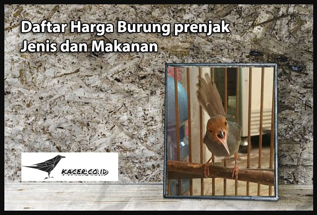Daftar Harga Burung prenjak Jenis dan Makanan