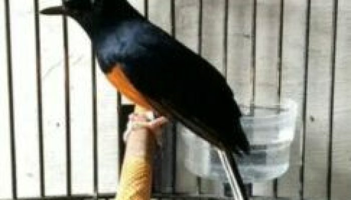 inilah-penyebab-burung-murai-tidak-gacor-dan-hilang-birahi