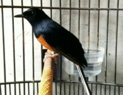 Inilah Penyebab Burung Murai Tidak Gacor Dan Hilang Birahi
