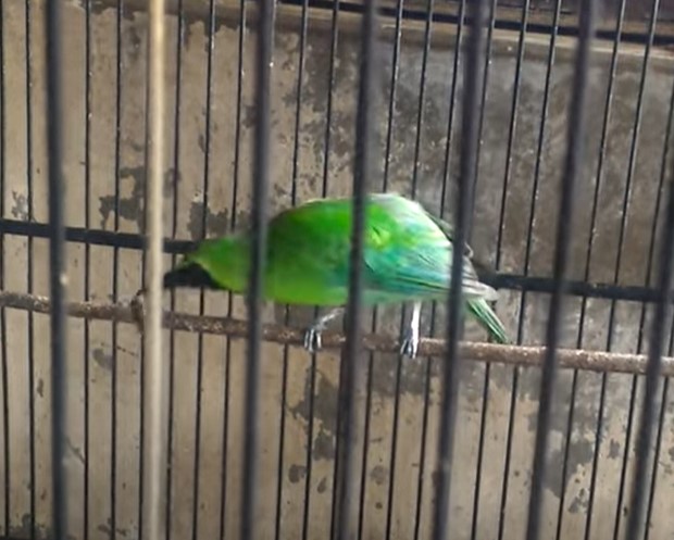 Jenis Cucak Ijo Kalimantan