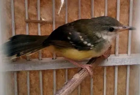 Cara Ampuh Membuat Ciblek Gacor Dan Jinak Dengan Mudah