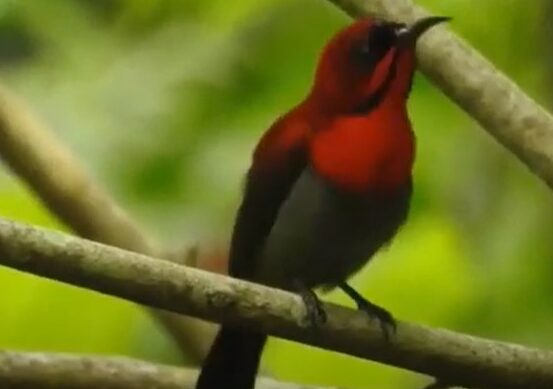 Tips Cara Merawat Burung Kolibri Sepah Raja Harian Agar Gacor