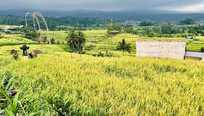 subak-dan-penjaga-bendung,-menjaga-kehidupan-sembari-merawat-budaya-leluhur