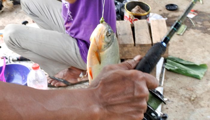 umpan-air-tawar-:-racikan-umpan-pancing-bawal-yang-susah-makan