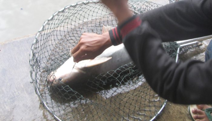 umpan-air-tawar-:-racikan-umpan-jitu-mancing-ikan-patin-liar