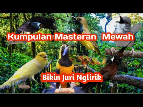 Masteran kombinasi yang di cari2 kicau mania ,suara jernih ngak bikin stress/pusing #masteran