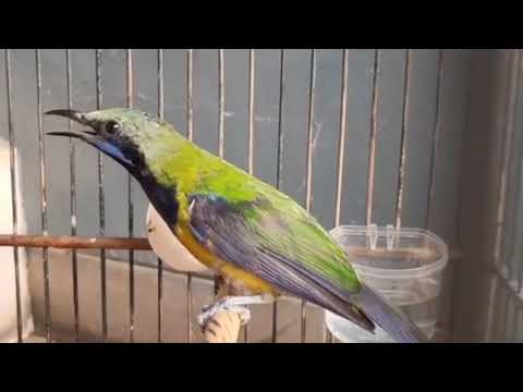BURUNG Cucak Cungkok ISTIMEWA COCOK Untuk MASTERAN Murai – KICAU MANIA