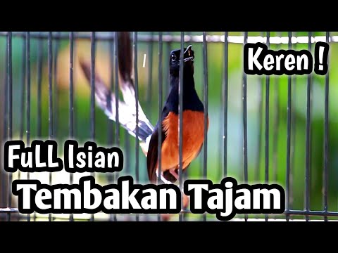 MURAI BATU GACOR FULL ISIAN TEMBAKAN CUCAK CUNGKOK KENARI JENGGOT KORLAP BETINA SOGON KONIN JANGKRIK