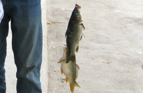 umpan-air-tawar-:-racikan-umpan-313-tenggiri-crystal-untuk-lomba-pelampungan-mas