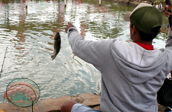 umpan-air-tawar-:-racikan-umpan-mas-untuk-pemula-tanpa-essen,-kroto-&-deho