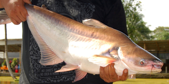 Umpan Air Tawar : 4 Racikan Umpan Joss Untuk Mancing Ikan Patin