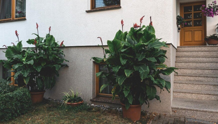 10-jenis-tanaman-hias-depan-rumah-yang-cantik 