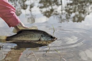 Bagaimana C&R yang baik dan benar?