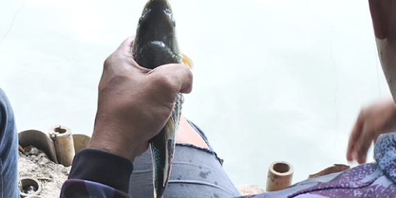 Umpan Air Tawar : Racikan Kroto Kukus, Racikan Juara yang Terbukti Ampuh