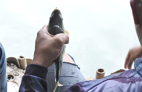 umpan-air-tawar-:-racikan-kroto-kukus,-racikan-juara-yang-terbukti-ampuh