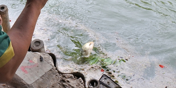 Umpan Air Tawar : Racikan Jitu Super Pandan Wangi Umpan Kukus Harian Mas