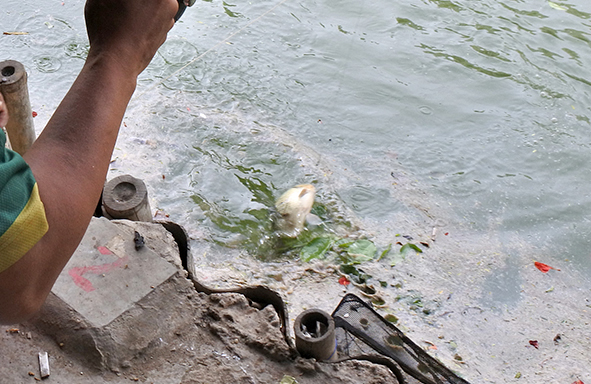 umpan-air-tawar-:-racikan-jitu-super-pandan-wangi-umpan-kukus-harian-mas