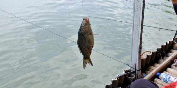 Umpan Air Tawar : Racikan Umpan Mas 313 Varian Vanilla Susu