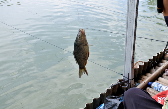 umpan-air-tawar-:-racikan-umpan-mas-313-varian-vanilla-susu