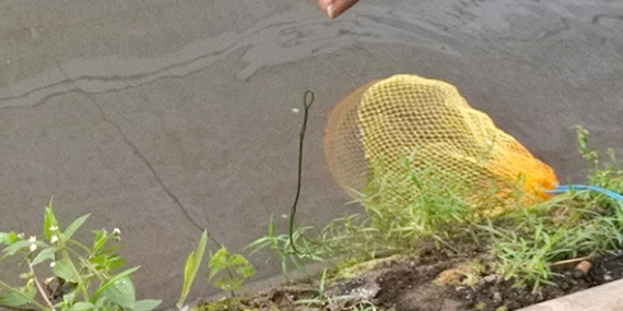 Kabarmancing Channel : Cara Pasang Lumut Plintir Untuk Mancing Nilem by Mania Purwokerto