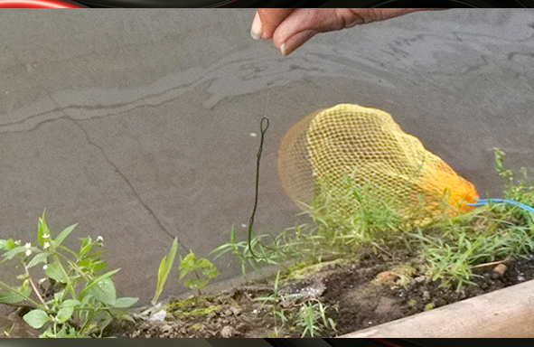 kabarmancing-channel-:-cara-pasang-lumut-plintir-untuk-mancing-nilem-by-mania-purwokerto