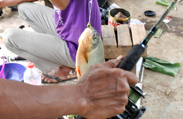 umpan-air-tawar-:-racikan-umpan-bawal-saat-hujan