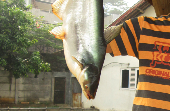 khasiat-&-manfaat-ikan-patin-bagi-kesehatan