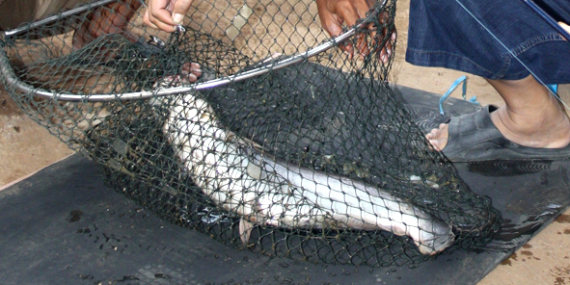 Umpan Air Tawar : Racikan Umpan Untuk Patin Liar