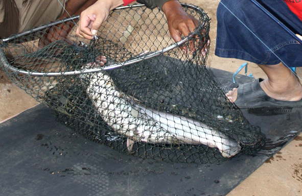 umpan-air-tawar-:-racikan-umpan-untuk-patin-liar