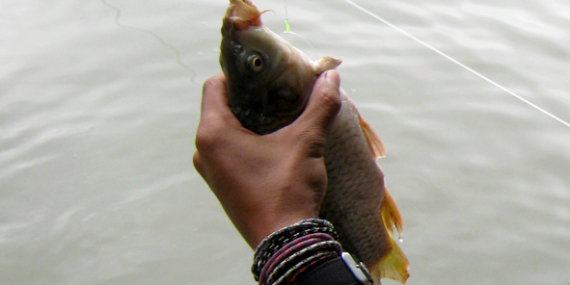 Umpan Air Tawar : Racikan Umpan Musim Hujan Untuk Ikan Mas