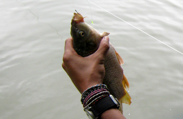 umpan-air-tawar-:-racikan-umpan-musim-hujan-untuk-ikan-mas