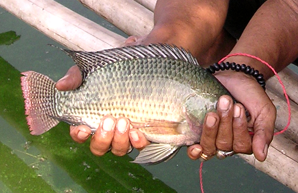 alam-liar-jadi-incaran-maniak-nila,-umpannya-lumut-&-styrofoam