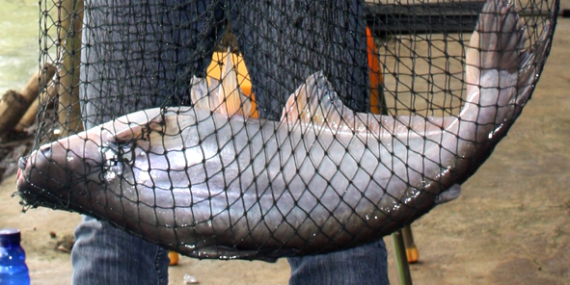 Umpan Air Tawar : Racikan Umpan Patin, Roti, Santan & Vanilli