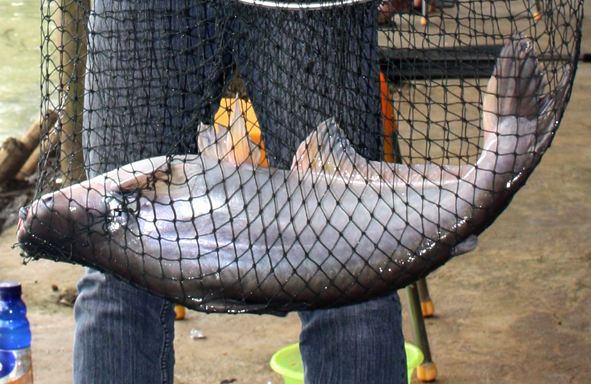 umpan-air-tawar-:-racikan-umpan-patin,-roti,-santan-&-vanilli