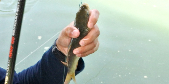 Umpan Air Tawar : Racikan Umpan Mas Paikin Biru+Susu Nutrilon