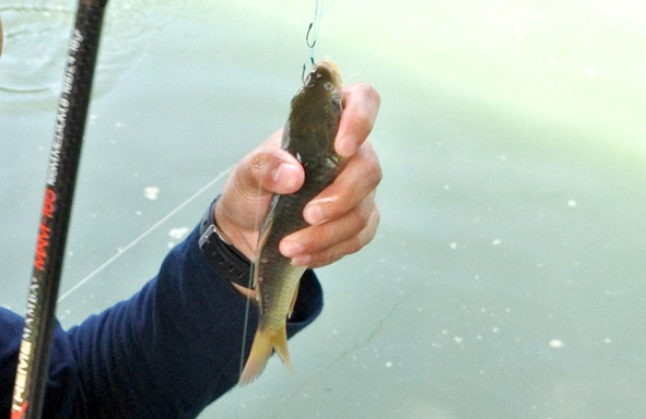 umpan-air-tawar-:-racikan-umpan-mas-paikin-biru+susu-nutrilon