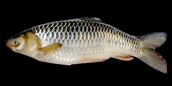 Jelawat : Tidak Perlu Pakai Umpan Spesial, Cukup Dengan Roti Tawar