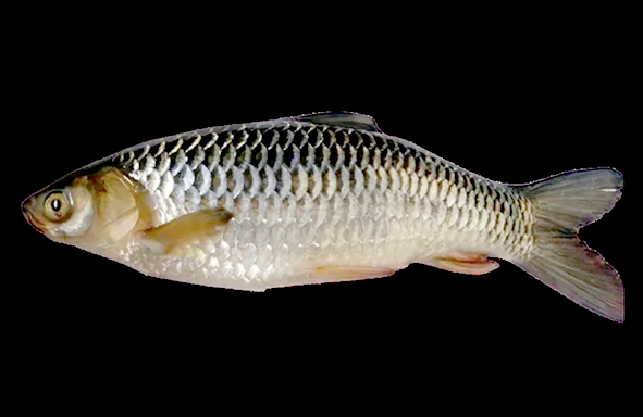 jelawat-:-tidak-perlu-pakai-umpan-spesial,-cukup-dengan-roti-tawar