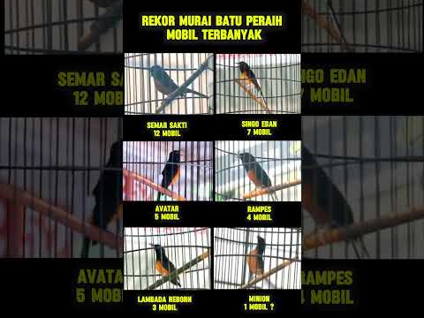 rekor murai batu peraih mobil terbanyak #muraibatu