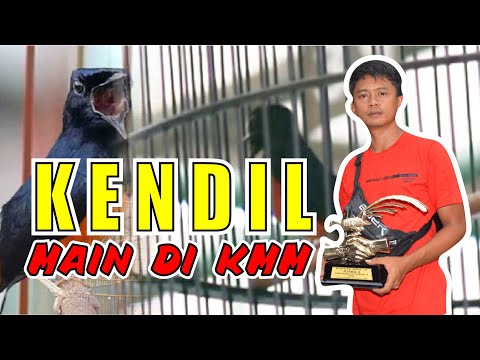 kurang apa MURAI BATU KENDIL ? main di KMM komunitas murai mania pondok cabe By HoBi ID