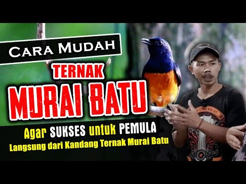 #2 RAUP UNTUNG RATUSAN JUTA RUPIAH DARI TERNAK MURAI BATU –  KOMUNITAS PETERNAK MURAI BATU (KPMB)